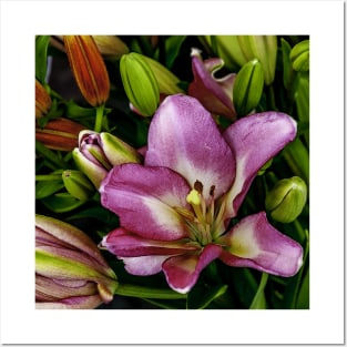 A Pink Lily for Mother's Day Posters and Art